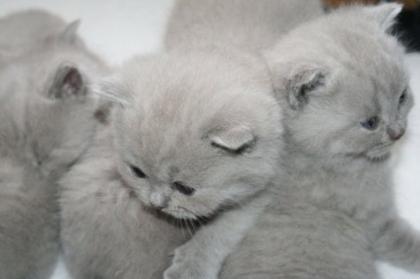 BKH-Kätzchen in creme u. lilac-tortie