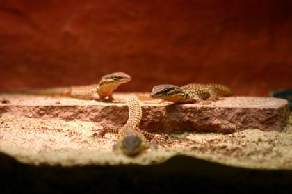 Varanus acanthurus Stachelschwanzwaran