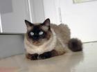 Deckkater der Rasse Ragdoll deckt Katzen aller Rassen auch Hauskatzen